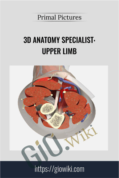 3D Anatomy Specialist: Upper Limb - Primal Pictures