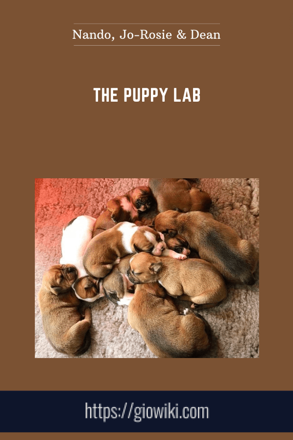 The Puppy Lab - Nando, Jo-Rosie & Dean